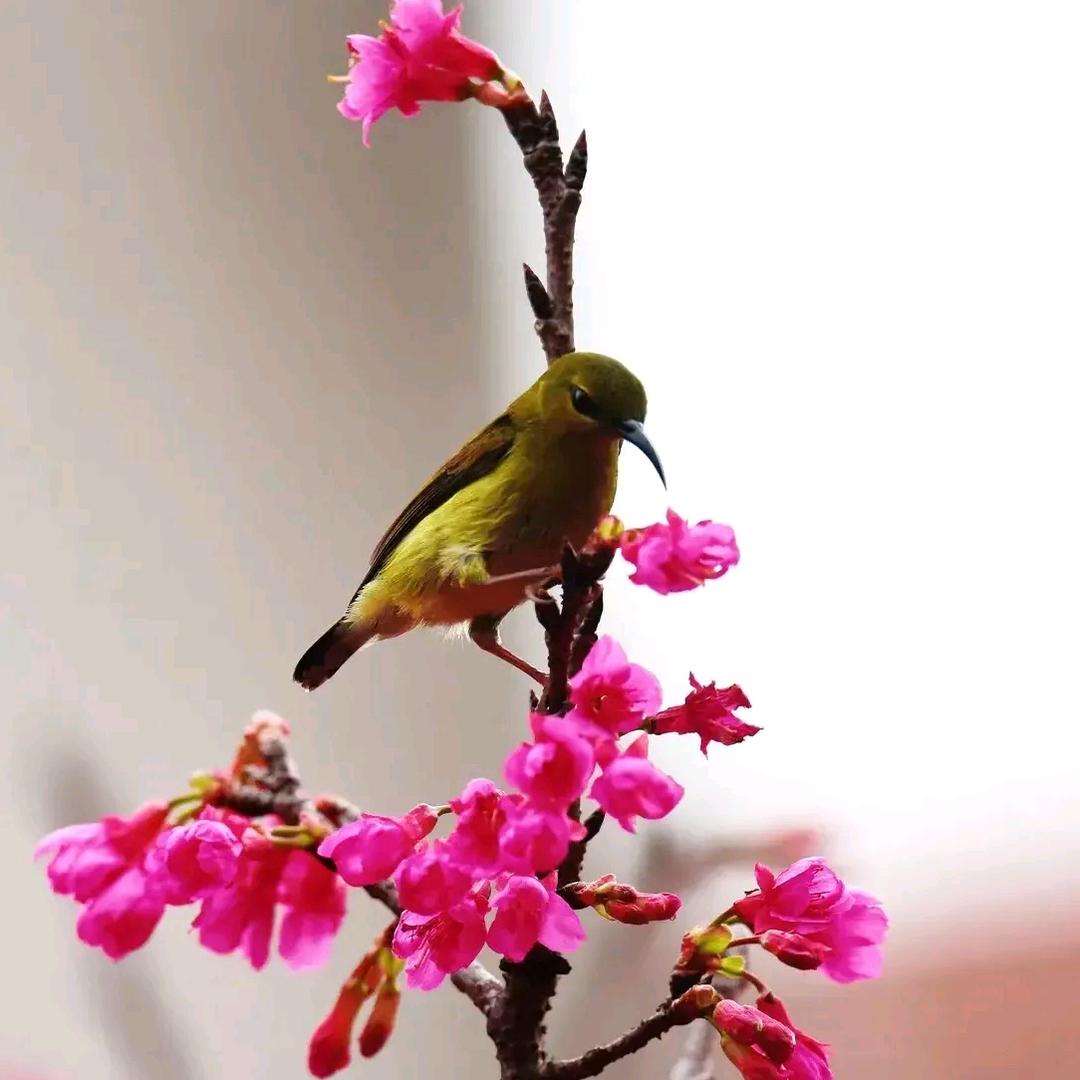 🌈自然之道☯️来喝茶🌈