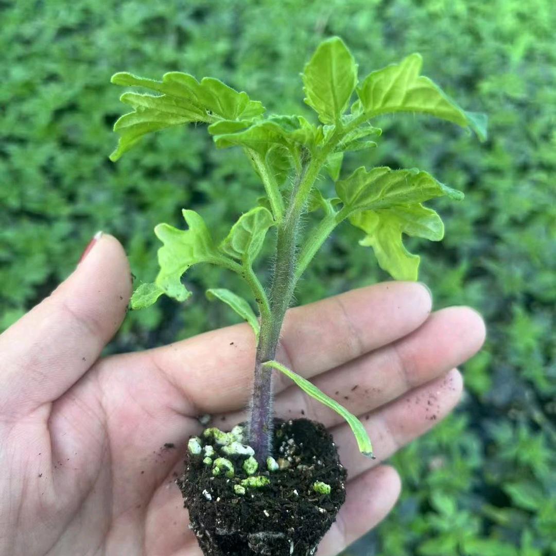 婷姐蔬菜农场