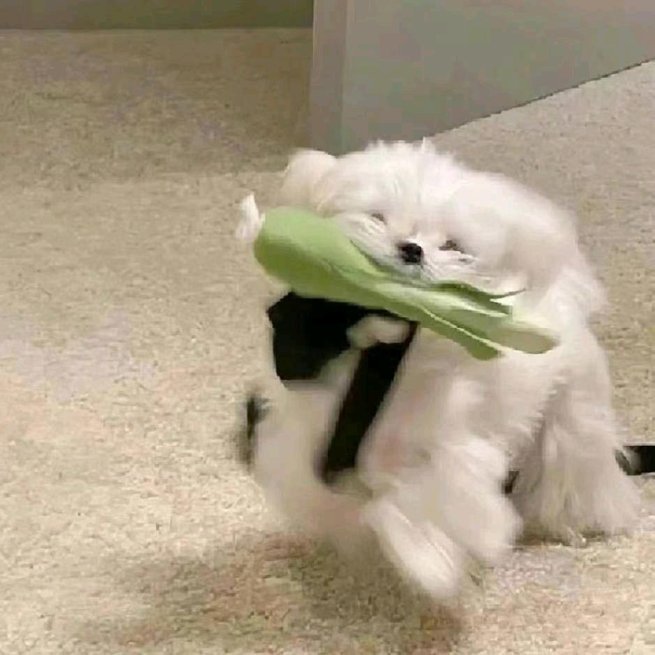 不爱画画的兔儿弟🇨🇳