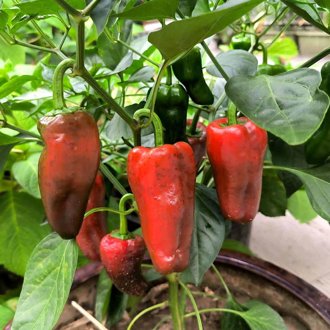 红辣椒🌶