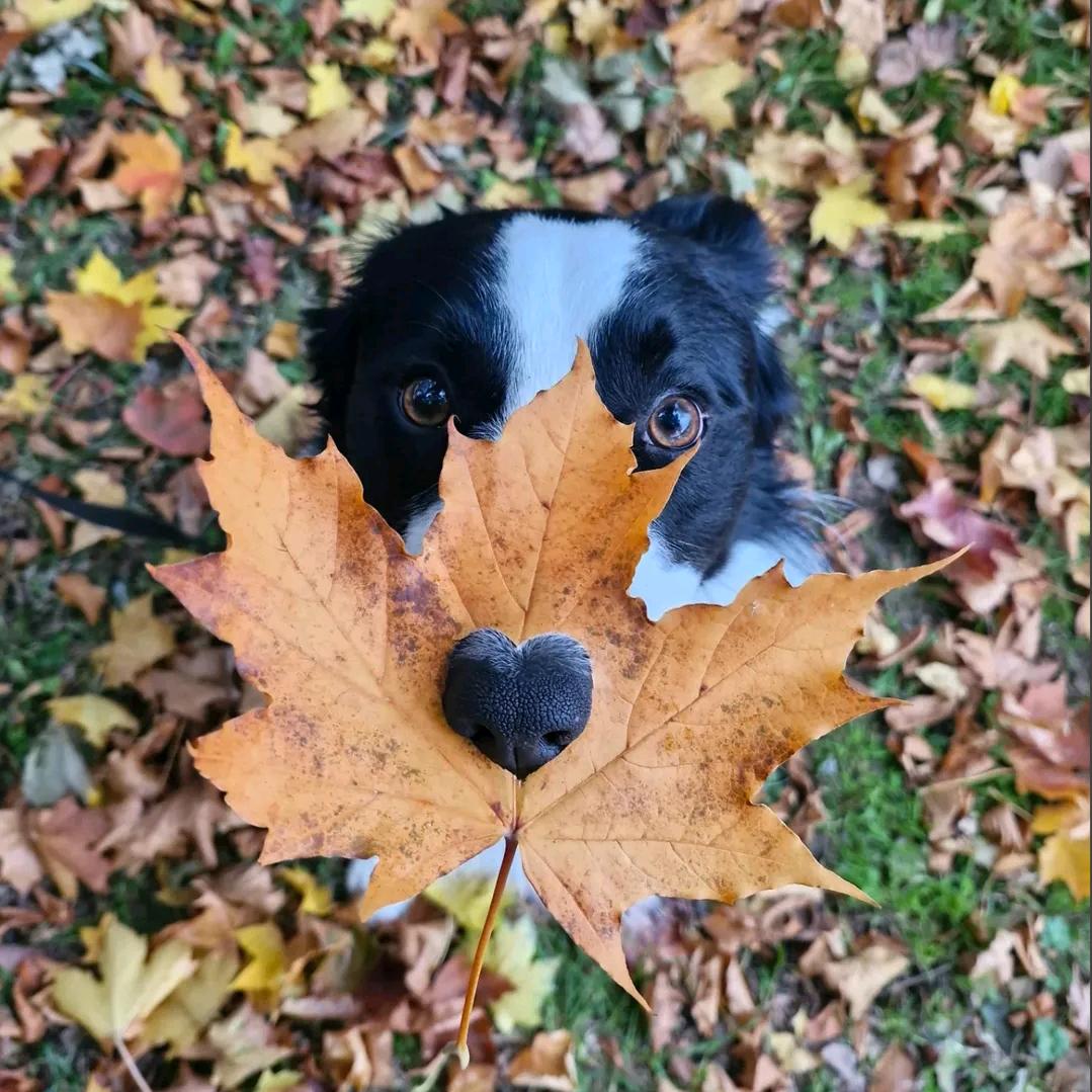 Page(一年之约，待我归来)