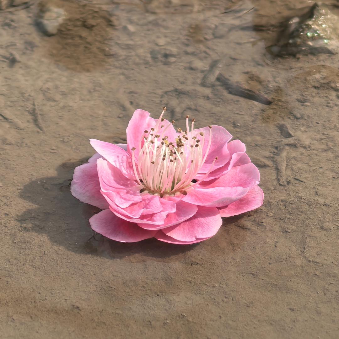淑燕