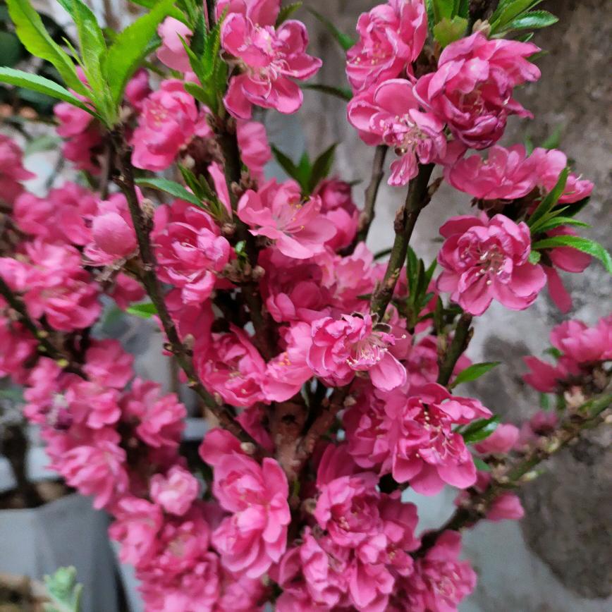 阿荣