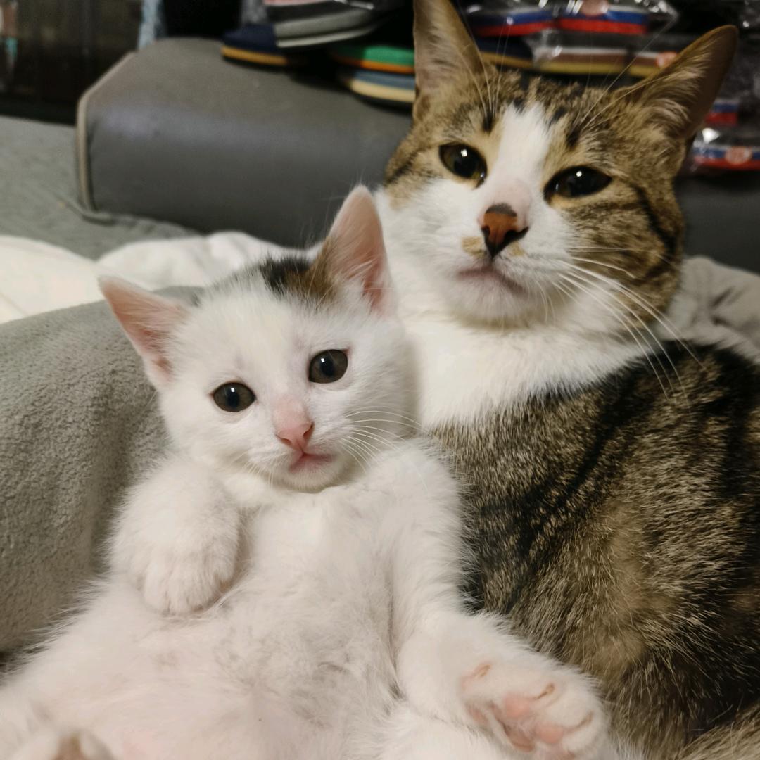 空空吖🐱🐱🐱