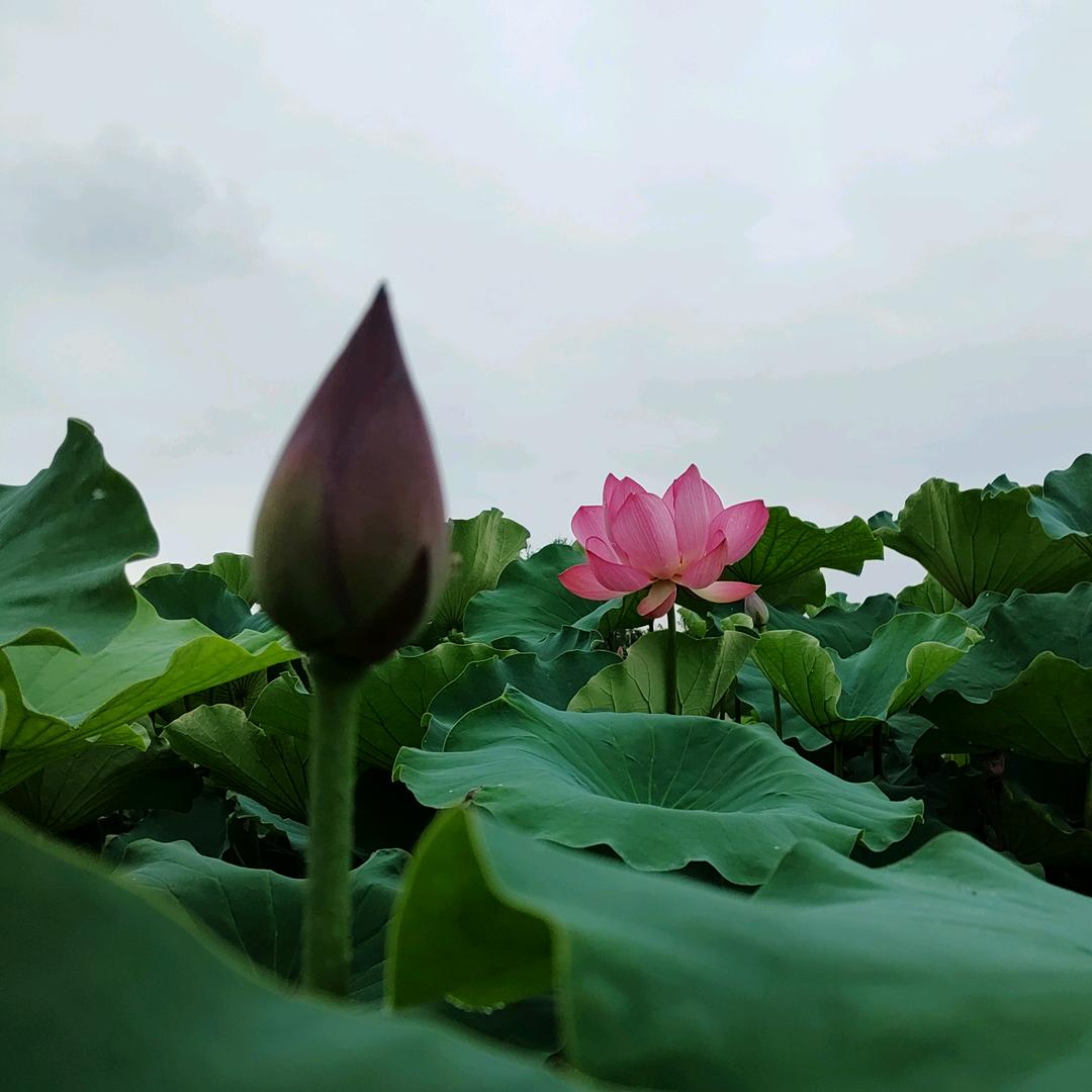 家庭健康守护官芳姐