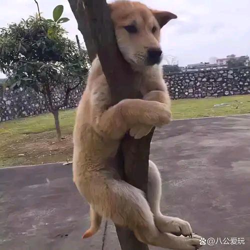 国宝