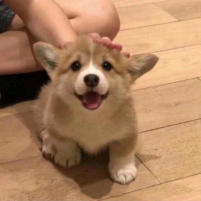 稳哈哈哈