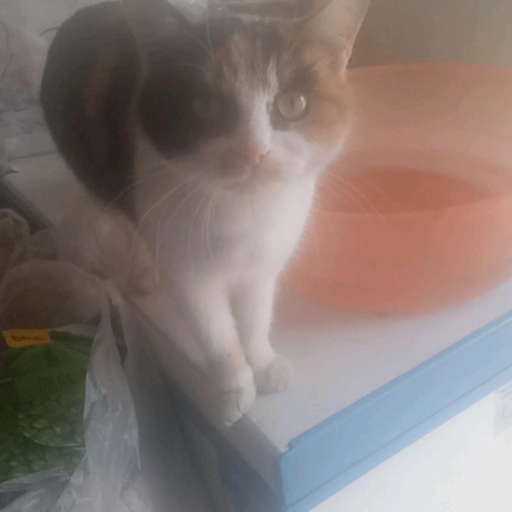 今年顺顺顺