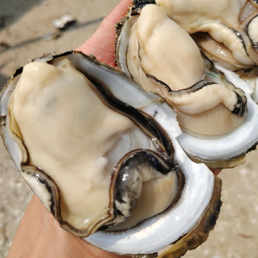 权公 湛江生蚝批发
