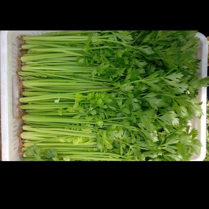 乔木香芹