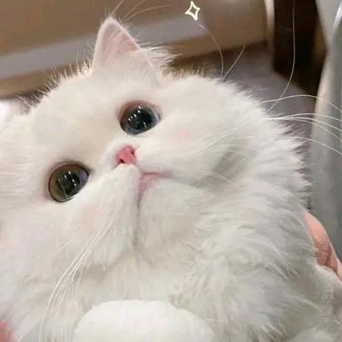 肖猪猪睡大觉