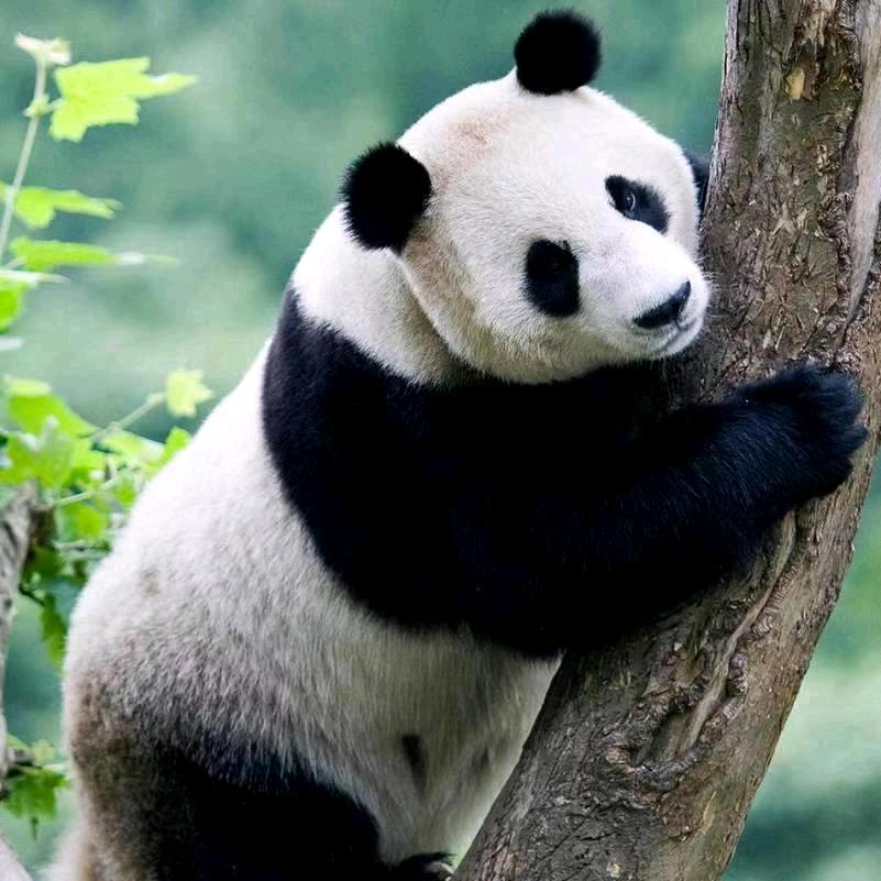 真心爱你