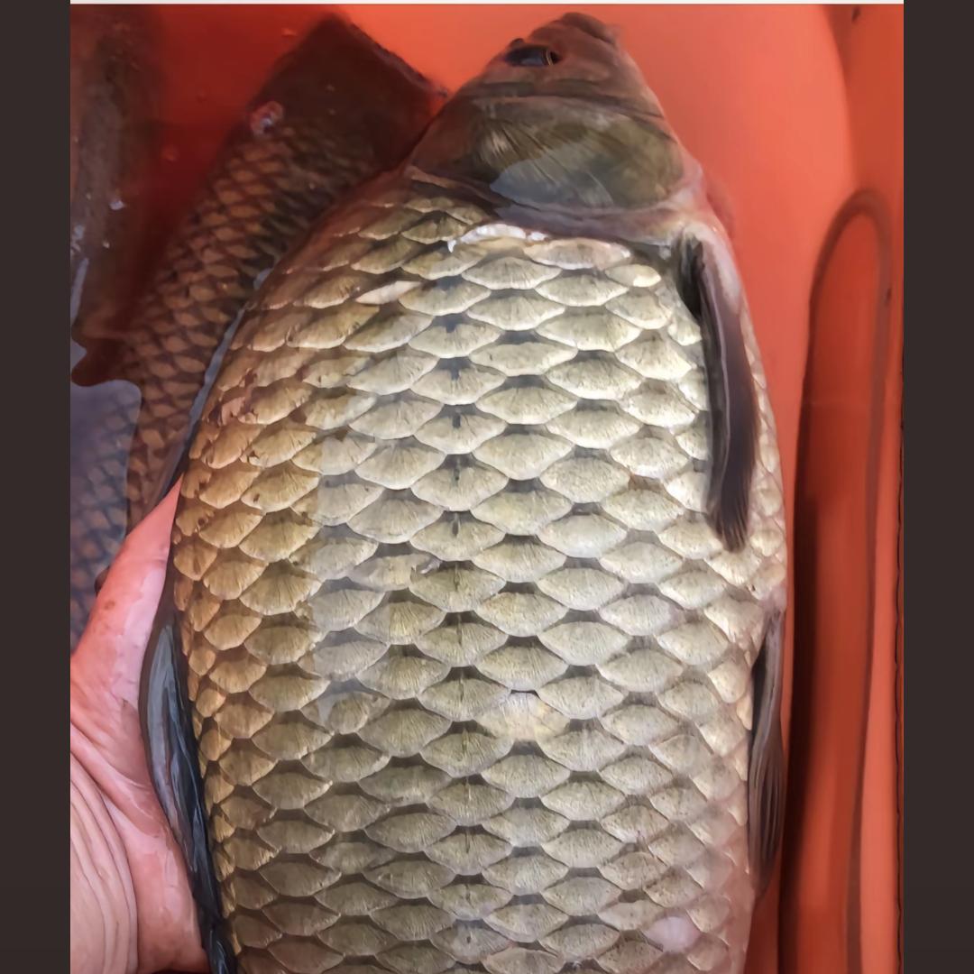 ✨ঞ钓鱼佬✨