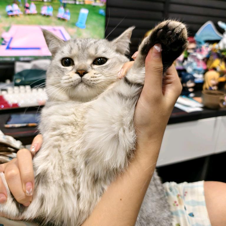 伯符