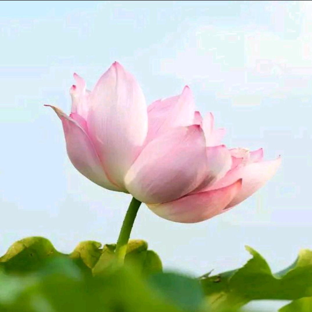 小荷