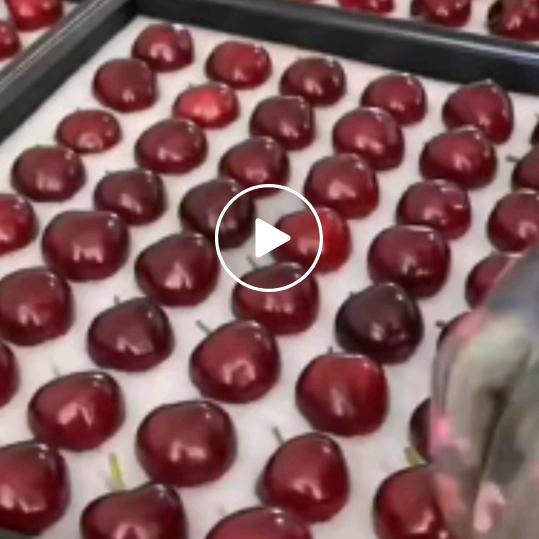 贵州大樱桃500亩果林，大五哥