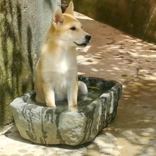 狗狗叫皮皮
