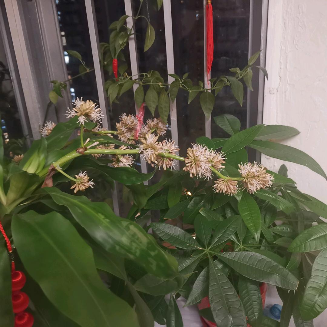 料理人生（回牟）