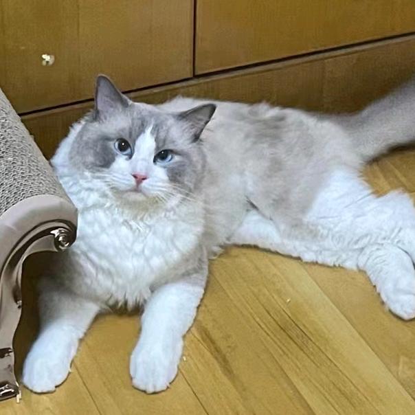 顾嫂美食