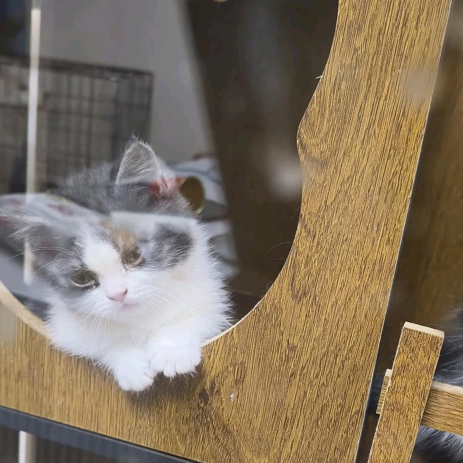 跑刀鼠鼠一直摸红