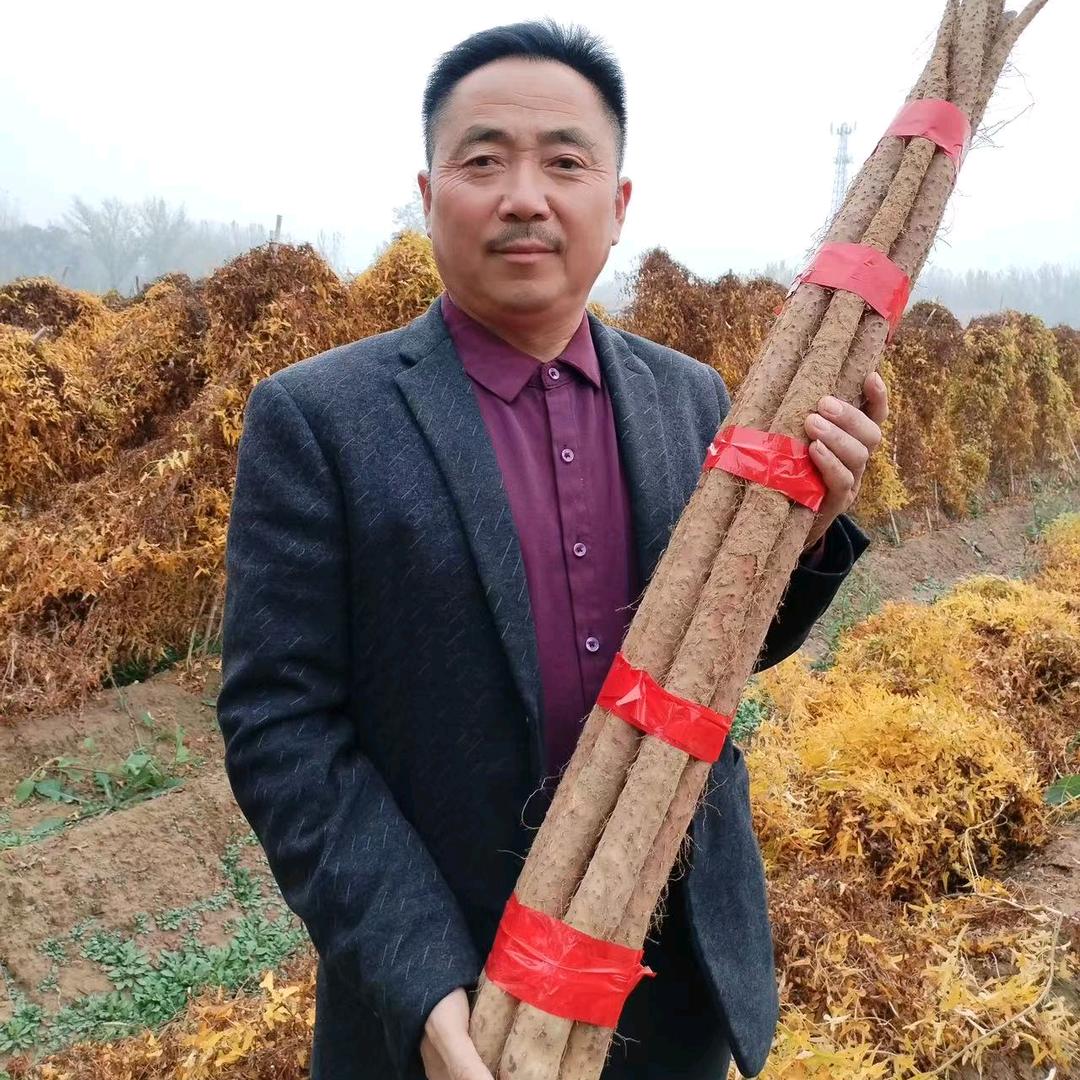 老魏山药