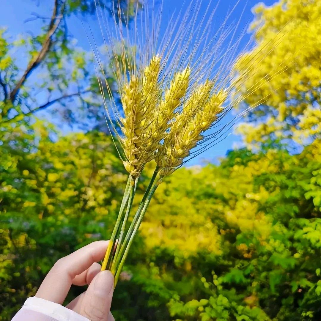 晨✨曦✨