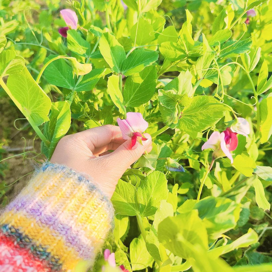 ໑ຼ₀₂₃💕吉日梁辰🕊꧔ꦿ᭄
