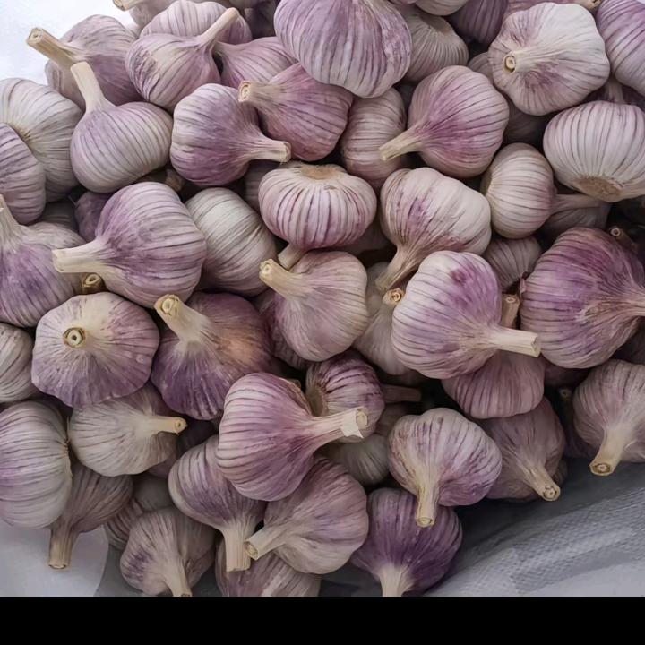 蒜赢天下