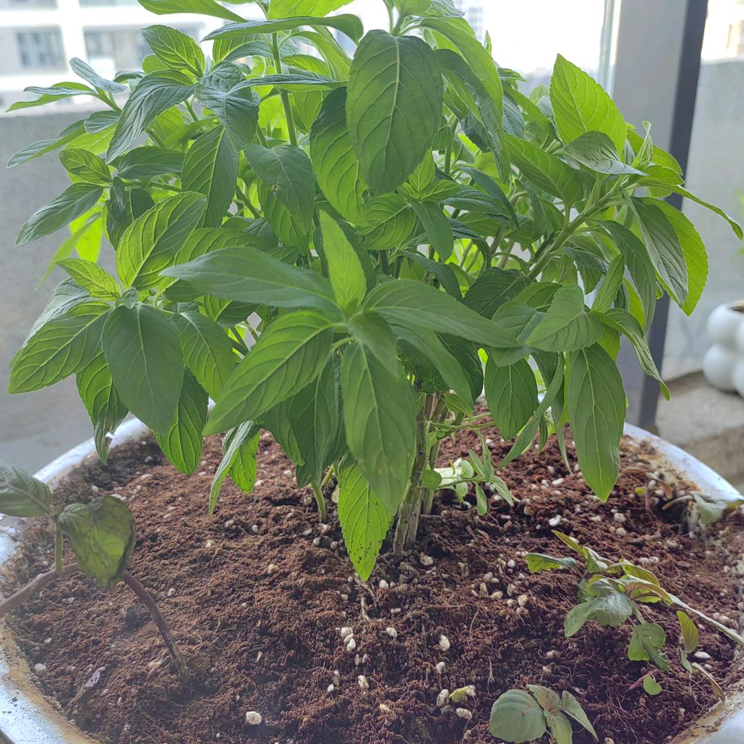 薄荷🍃
