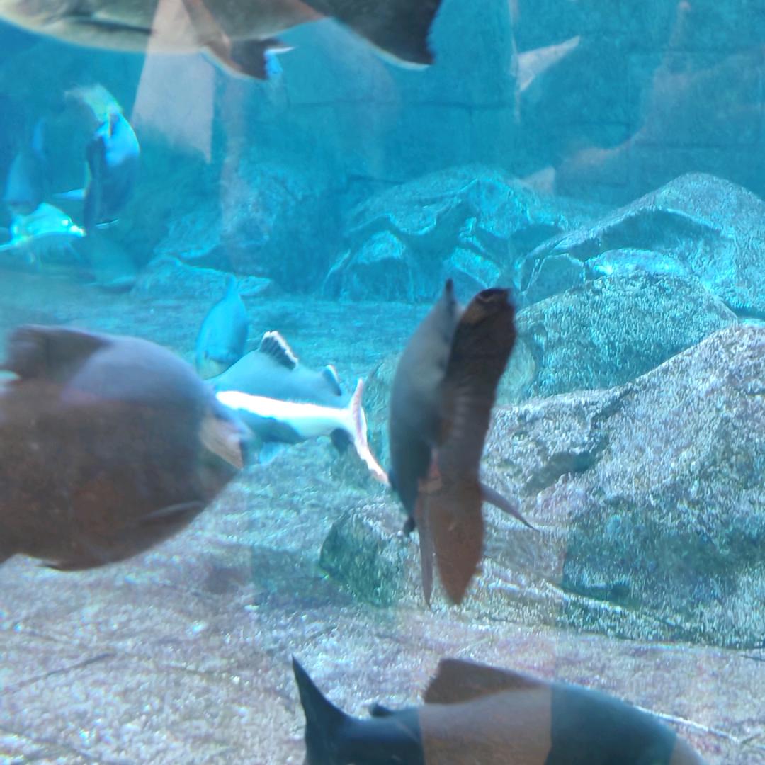 湘乎腊肉