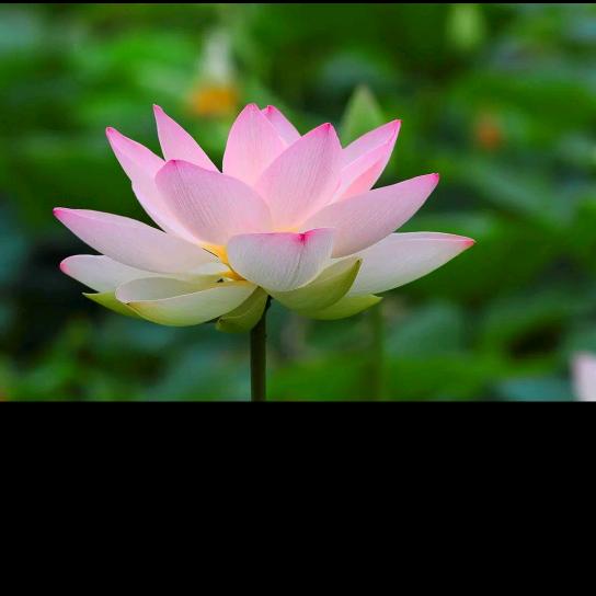心如莲花
