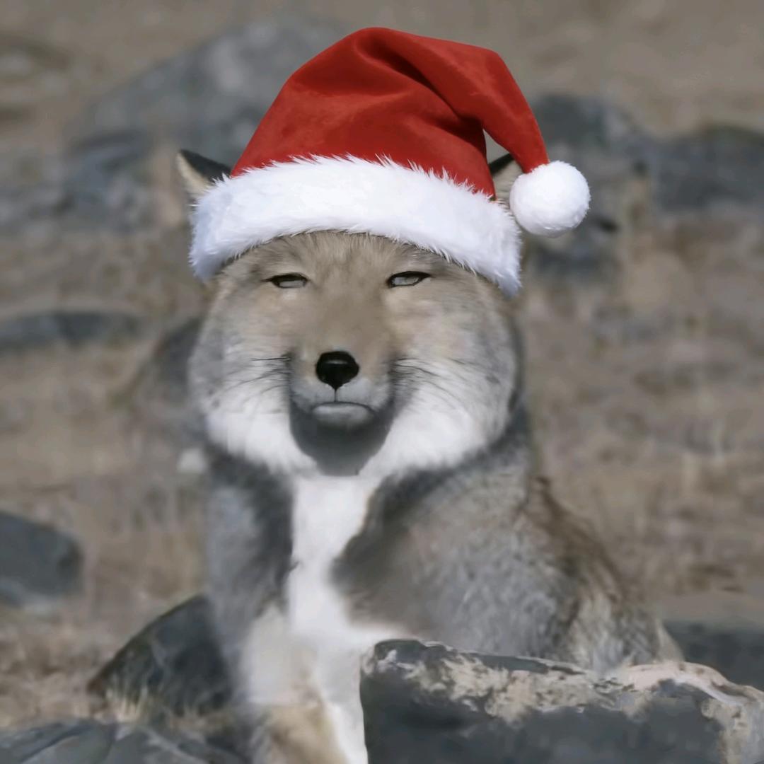 尼克狐尼克🦊