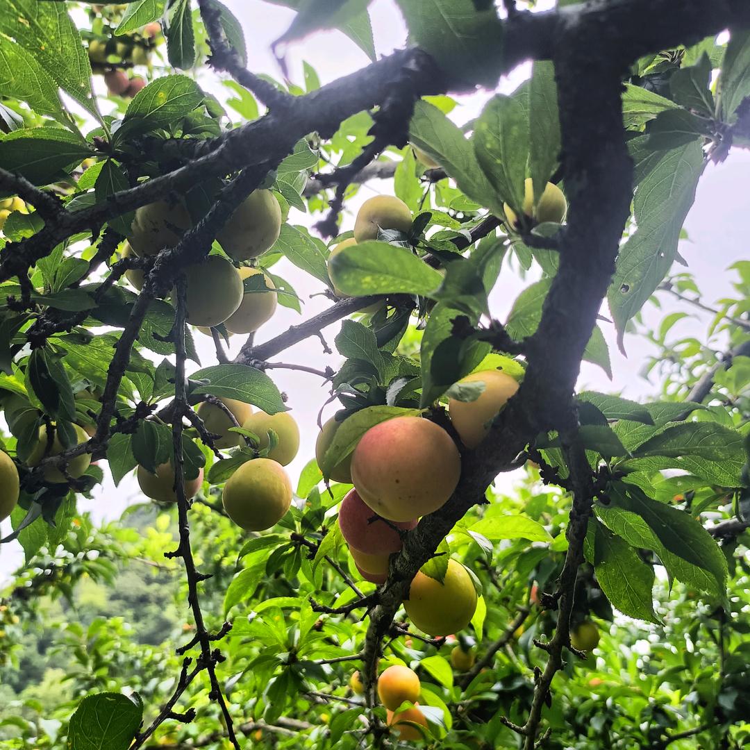 丰天农品精选铺
