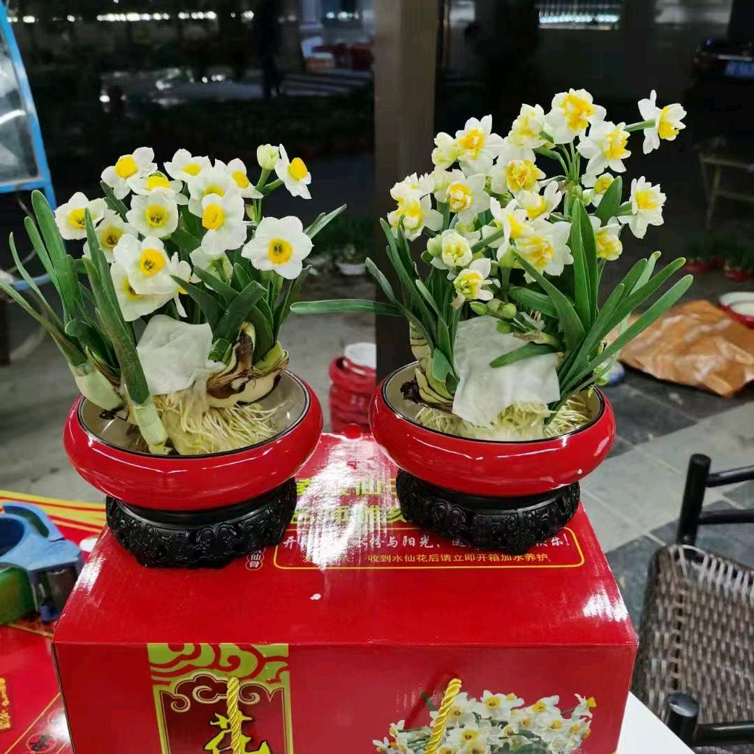 小琦水仙花产地直发