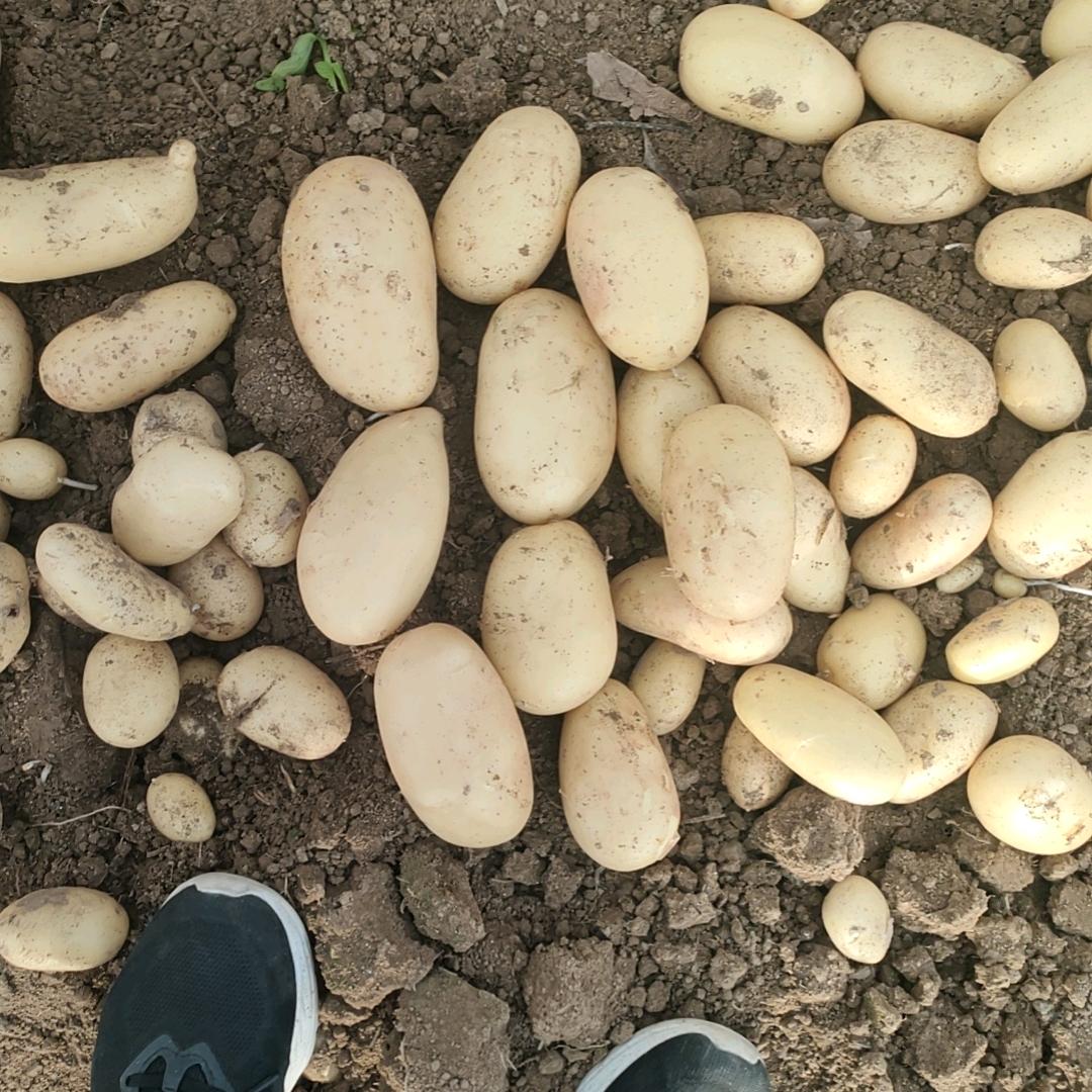 精品土豆批发