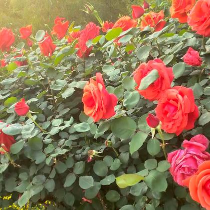 🍀有缘才能相遇