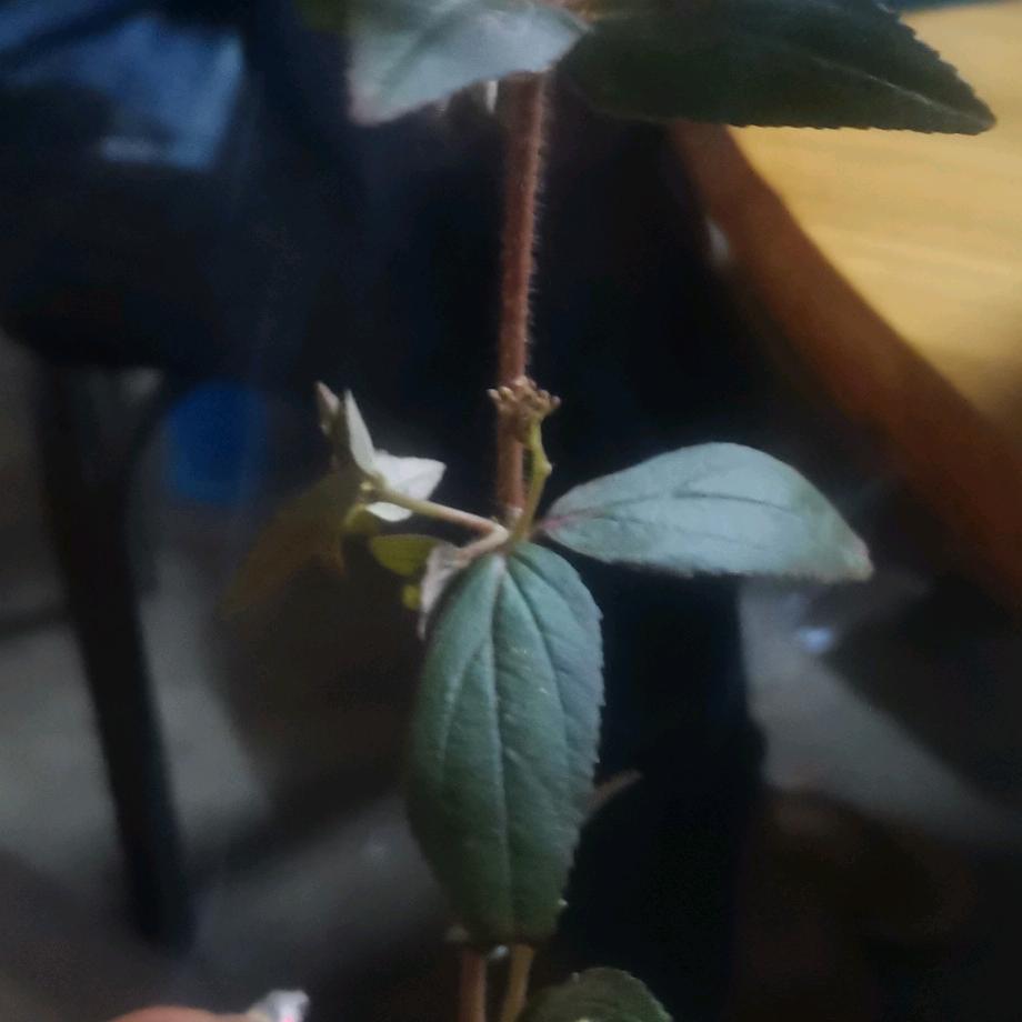 独狼