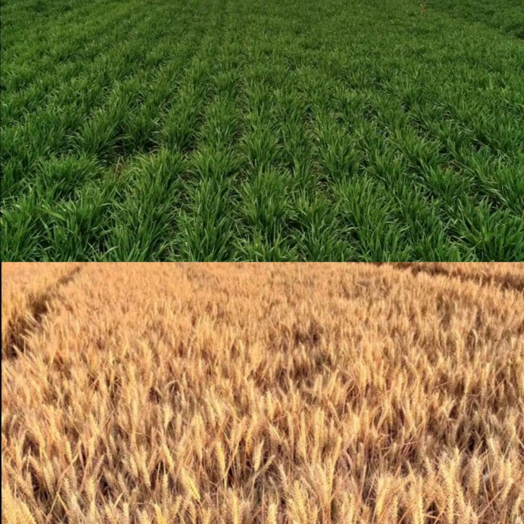 真实的农村生活