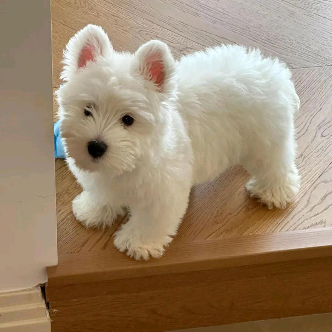 𝙘𝙞𝙤𝙘𝙤𝙞𝙣