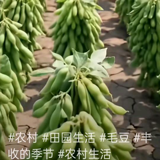 风姐