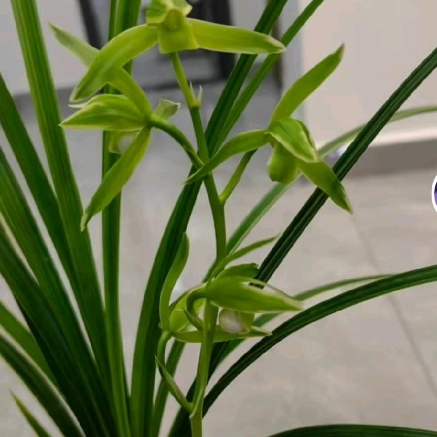 玲仙花卉园艺土特产