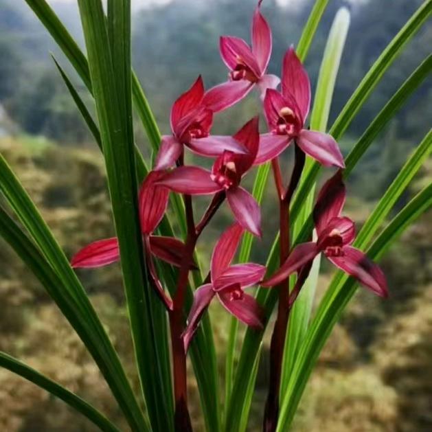 蒋垚垚（晴天）