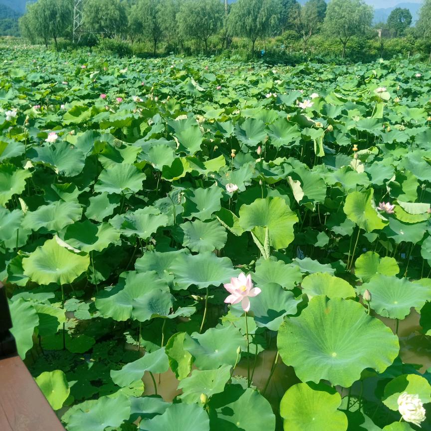 赵小君