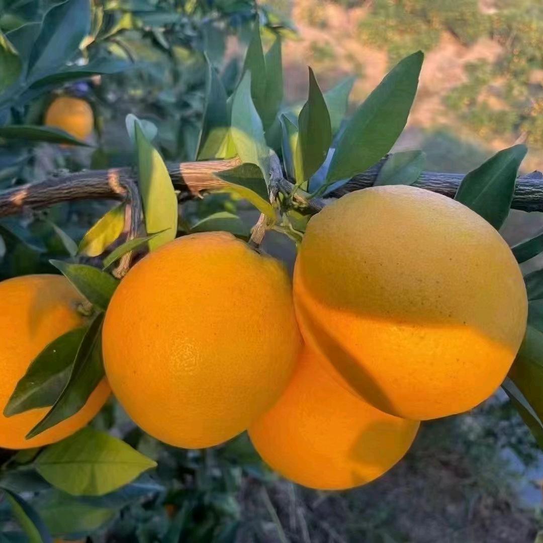 @     江西赣南脐橙