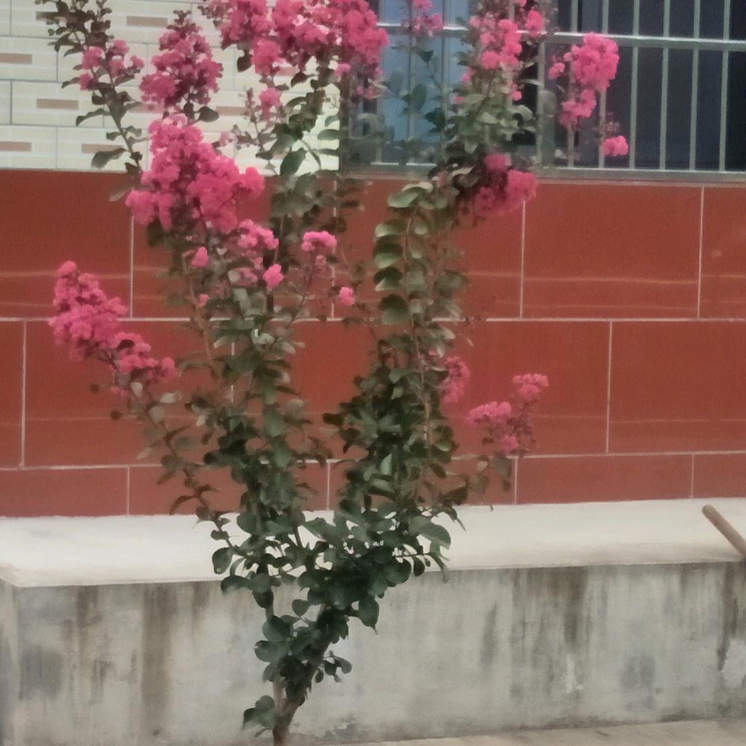 健康常乐