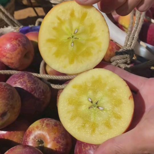 d(ŐдŐ๑)松子来啦啦啦啦