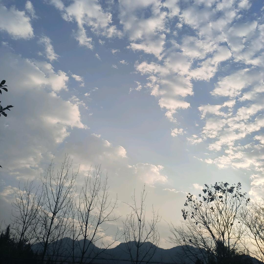 板栗酥