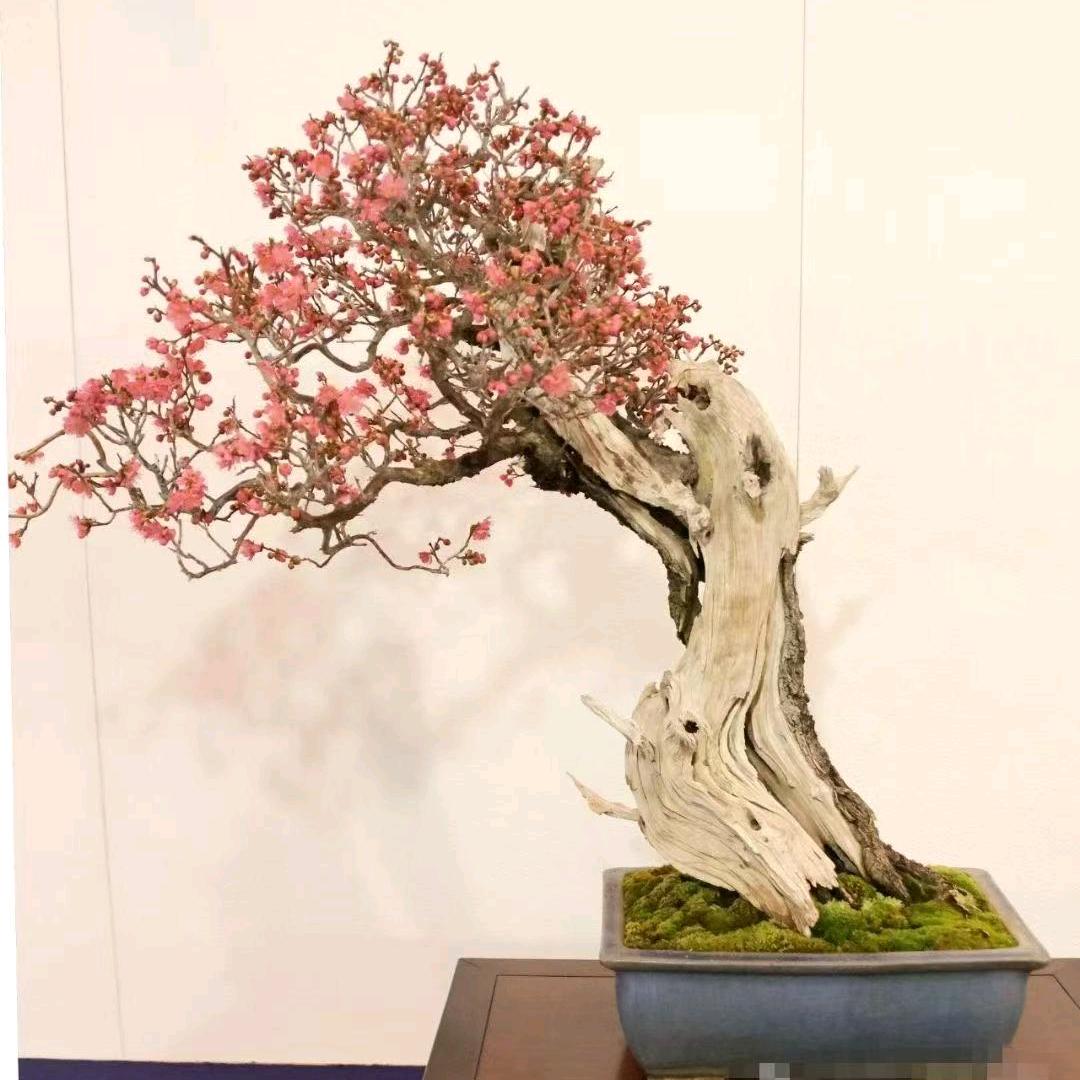 小叶