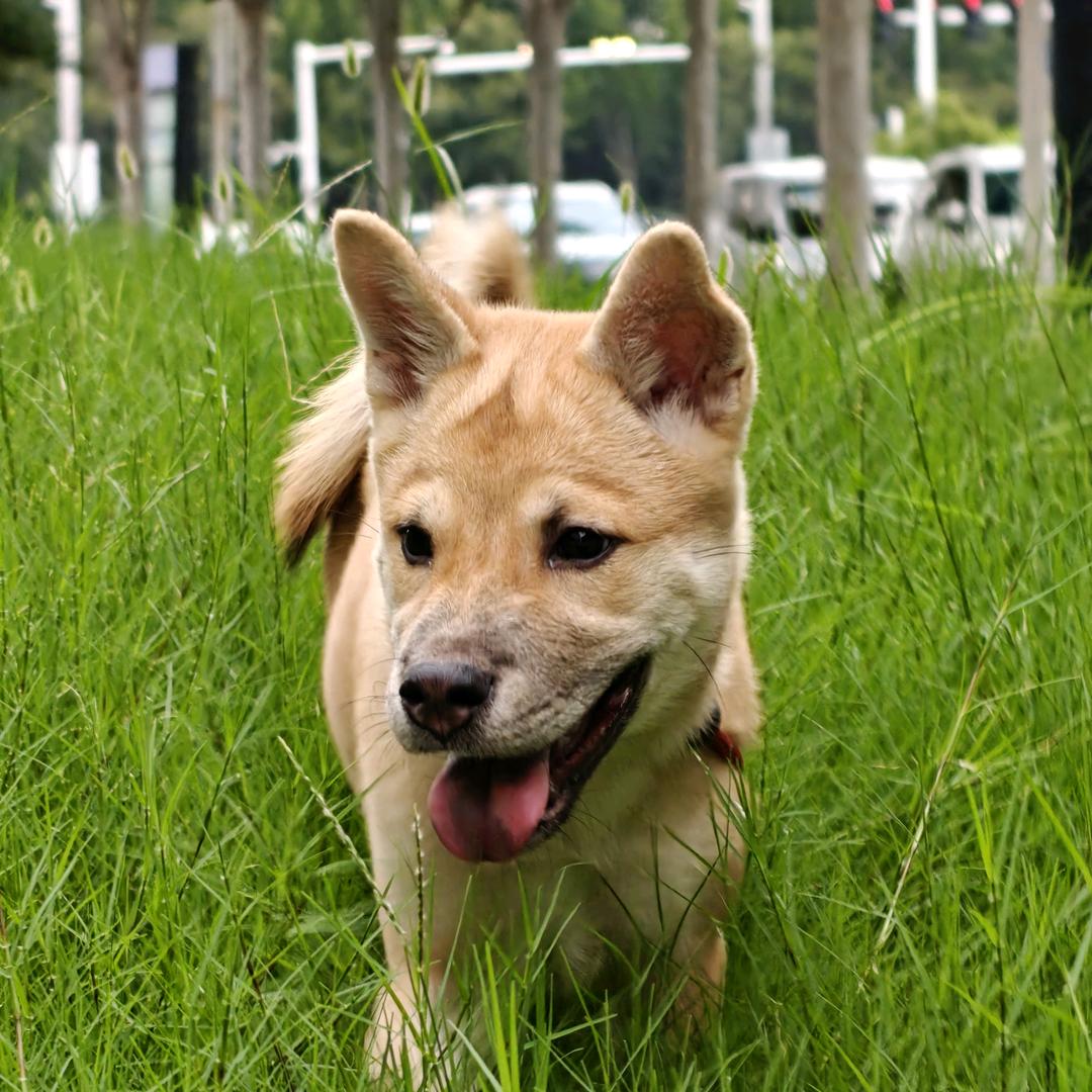 田园犬乐乐