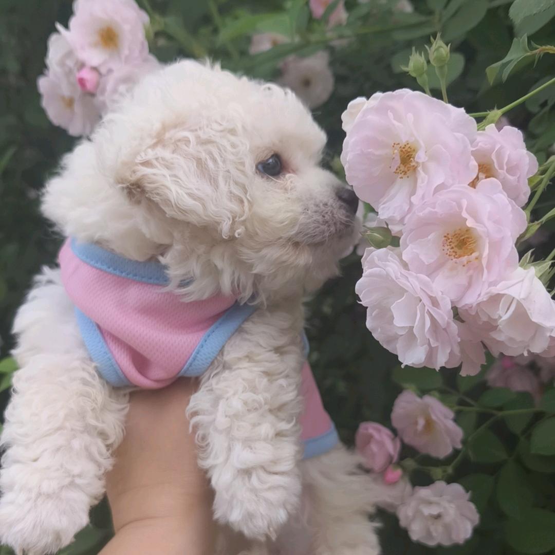 莲子：